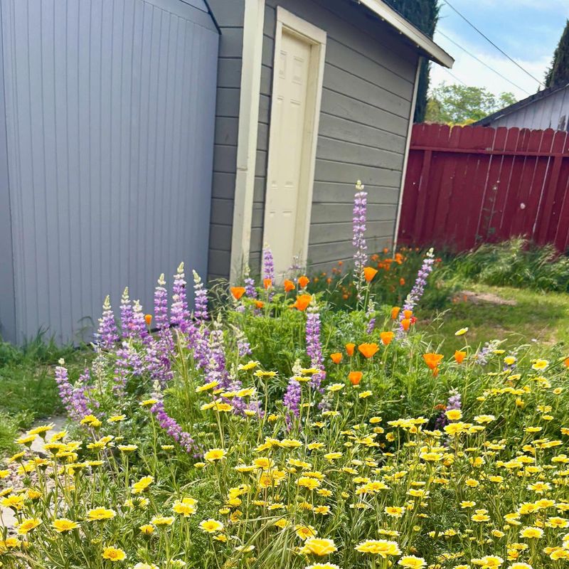 Let A Corner Go Wild 