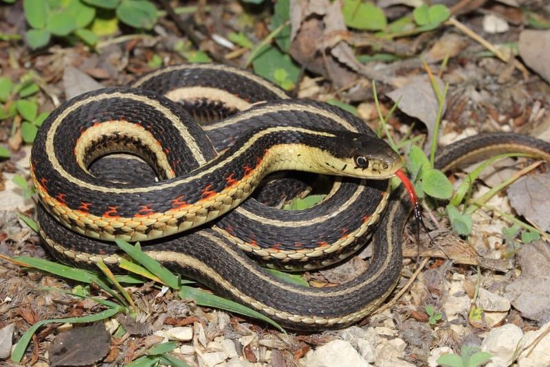 Warmer Late Winter Days Wake Them From Brumation