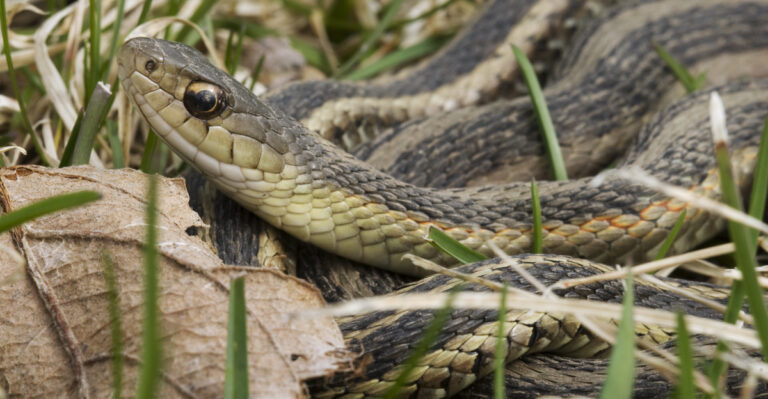 garter snake in yard