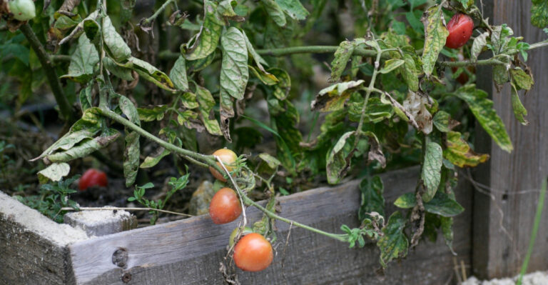 Fungal disease of tomatoes