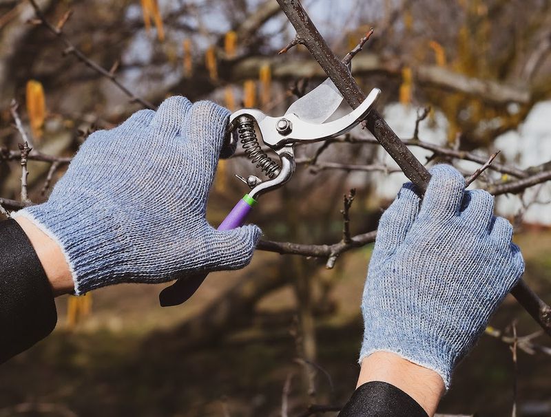 Pruning Too Early In Cold Weather