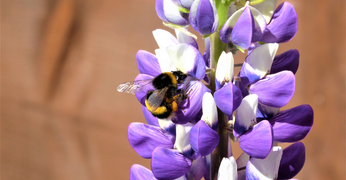 bumblebee on lupine