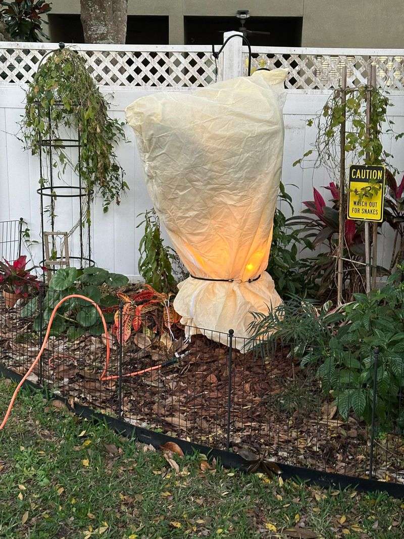 Keep Plants Safe During Frosts