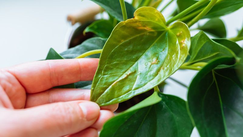 Small Cosmetic Pest Damage