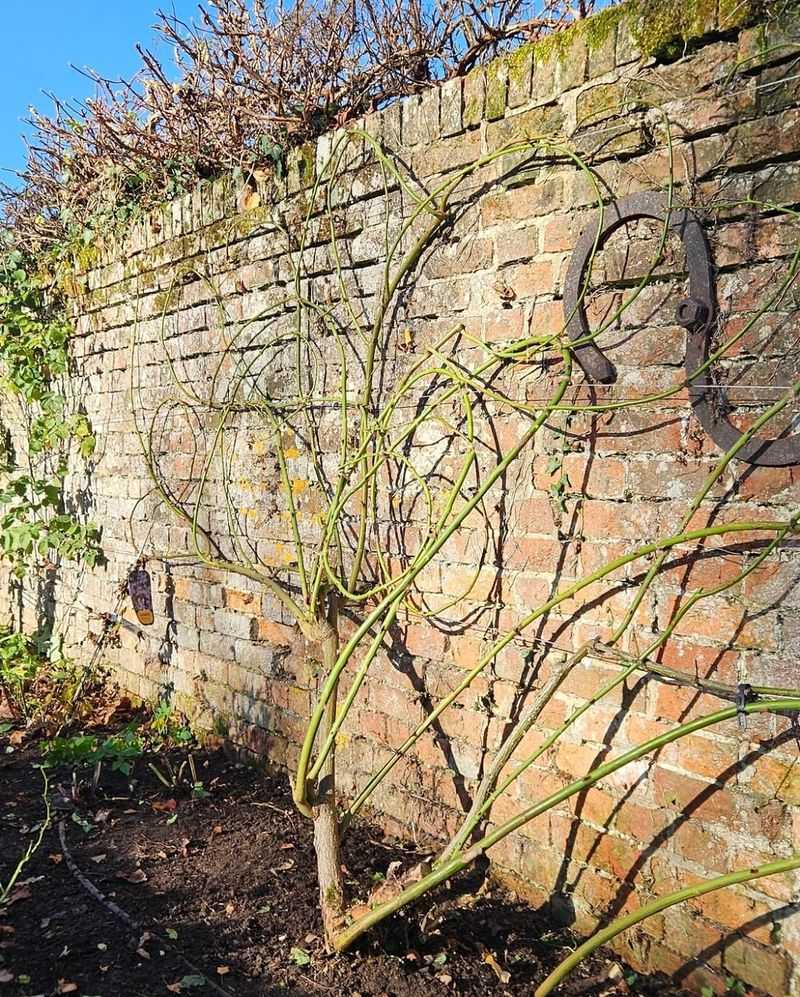 Late-Winter Cuts Help Roses Reset Before Spring Growth