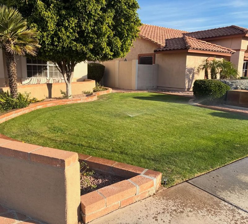 Timing Matters More Than Product In Arizona Lawns