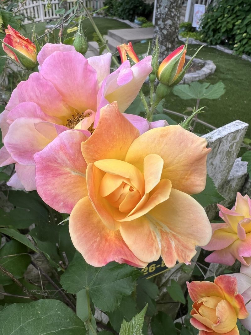 Josephs Coat Rose With Rainbow Blooms
