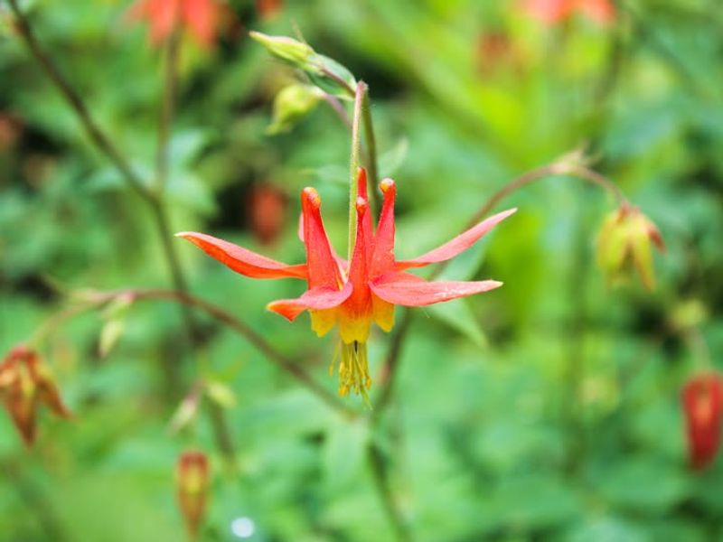 Western Columbine (Aquilegia Formosa)