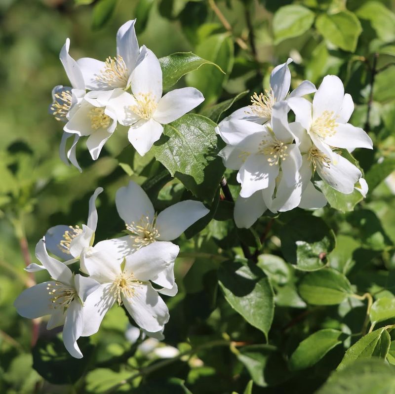 Mock Orange (Philadelphus lewisii)