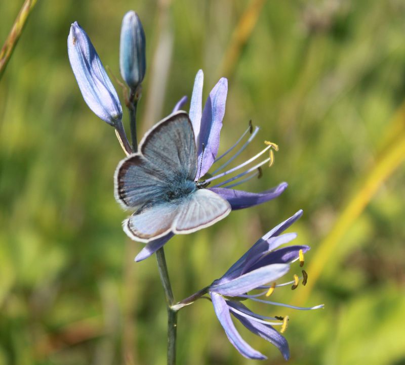 Common Camas (Camassia quamash)