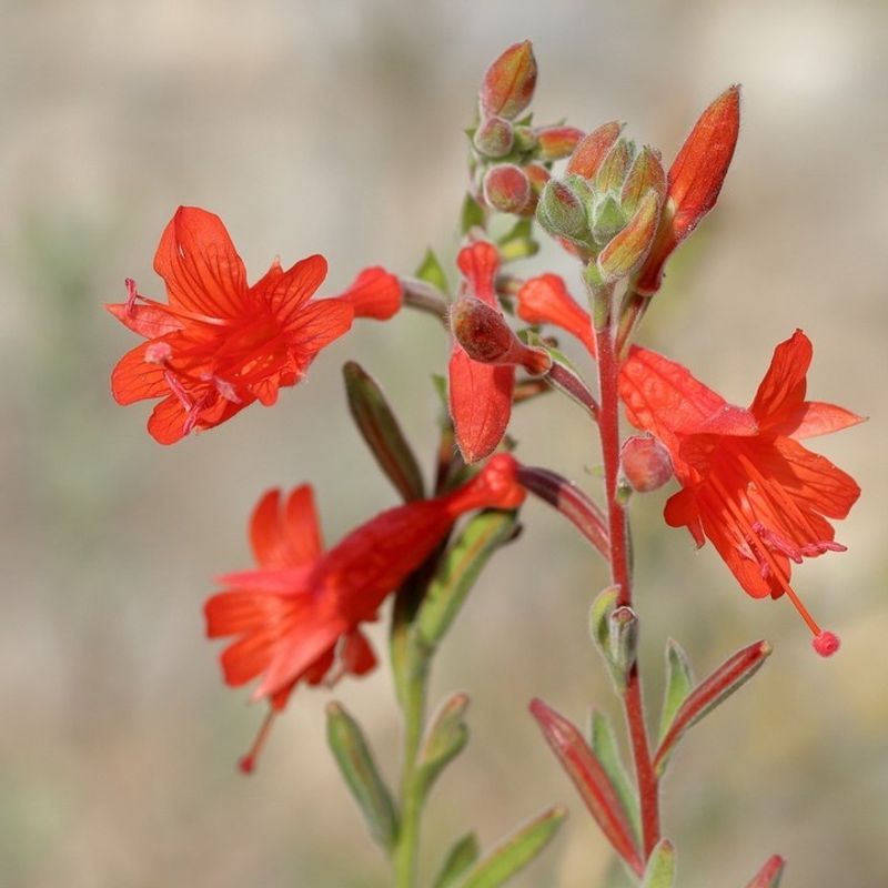 California Fuchsia (Epilobium canum)