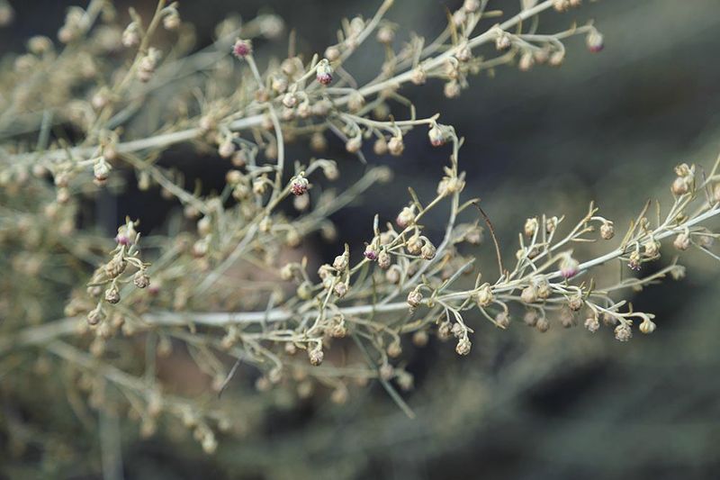 Coastal Sagebrush (Artemisia californica)