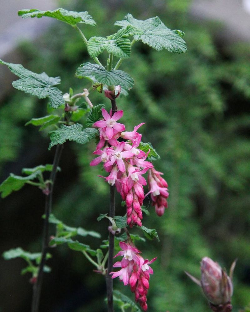 Red Flowering Currant (Ribes sanguineum)
