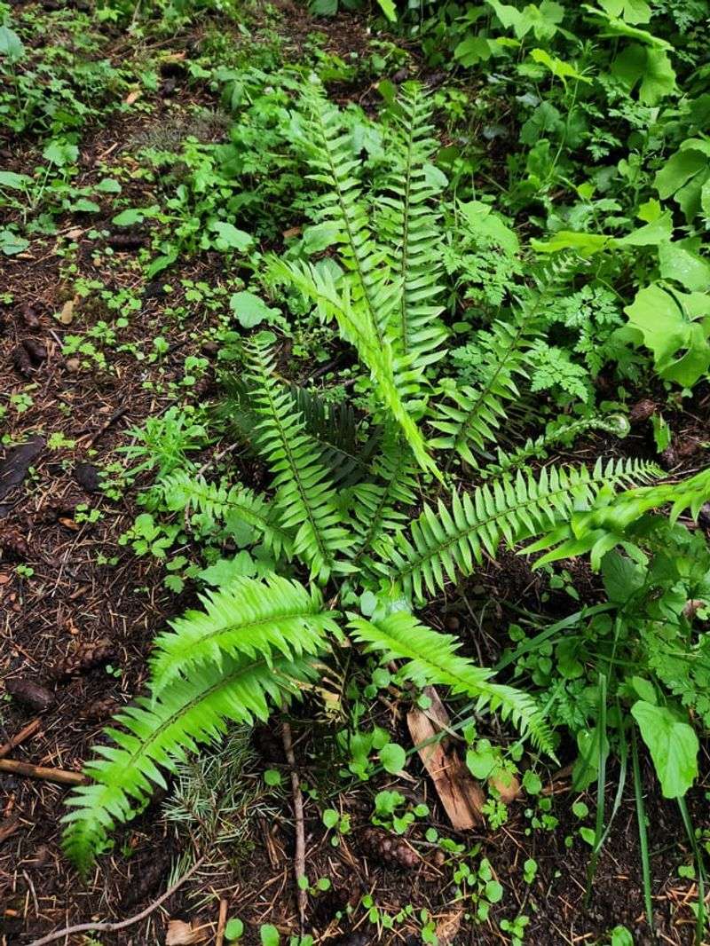 Western Sword Fern