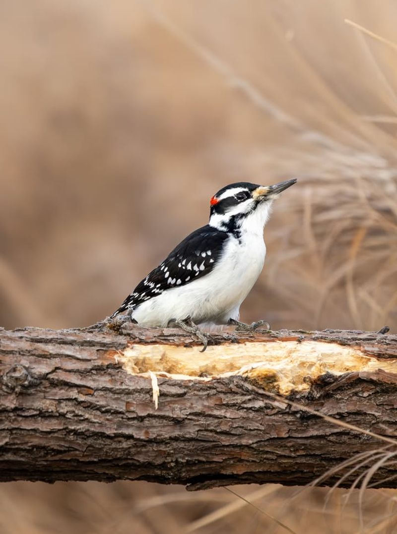 Hairy Woodpecker And Bark Feeding Behavior