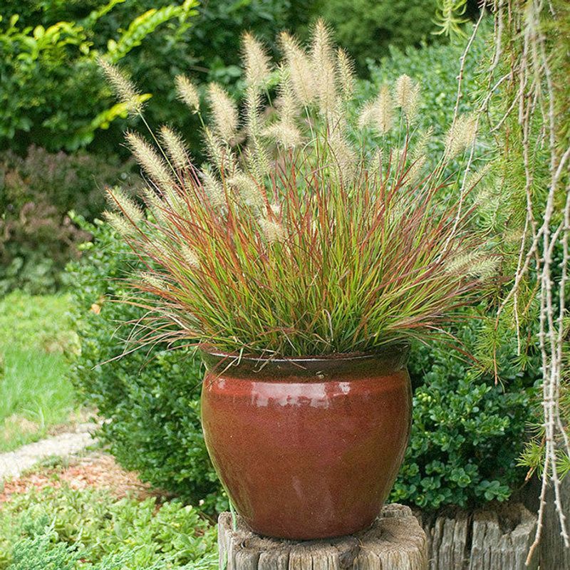 Fountain Grass