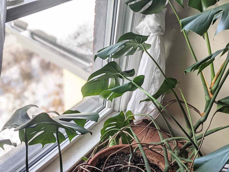 Plants Often Recover Once Light And Temperatures Improve