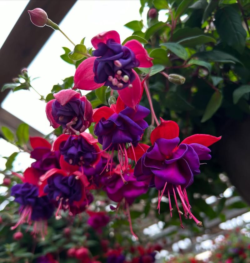 Shade Friendly Fuchsia Brings Elegant Dangling Color