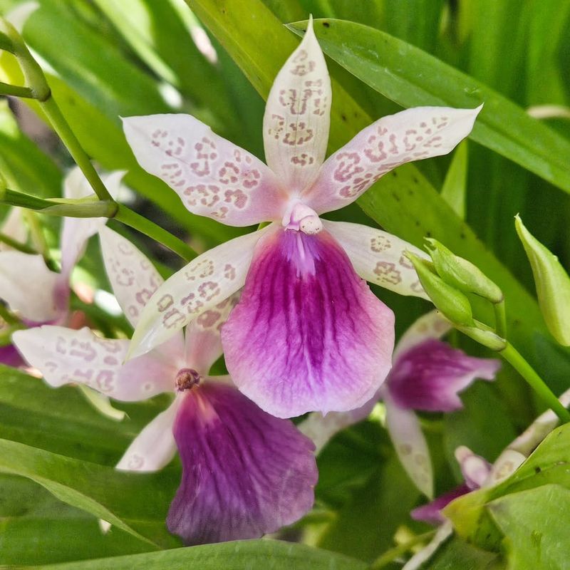 Fragrant Blooms Add Romance Through Miltoniopsis