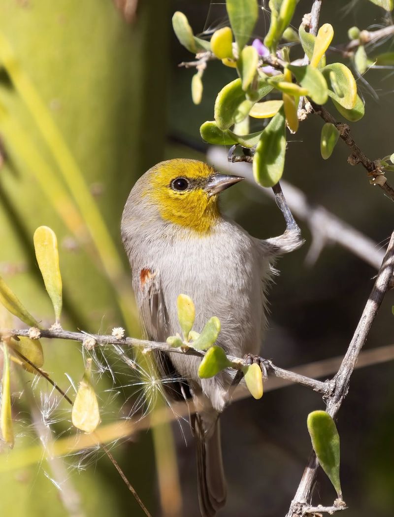 Misting Stations Refresh Birds In Hot Weather