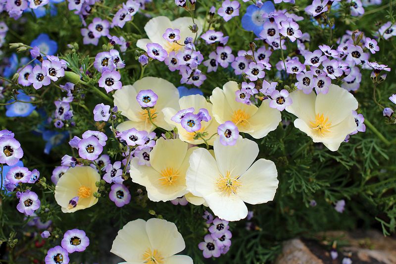 Native Annuals vs. Perennials
