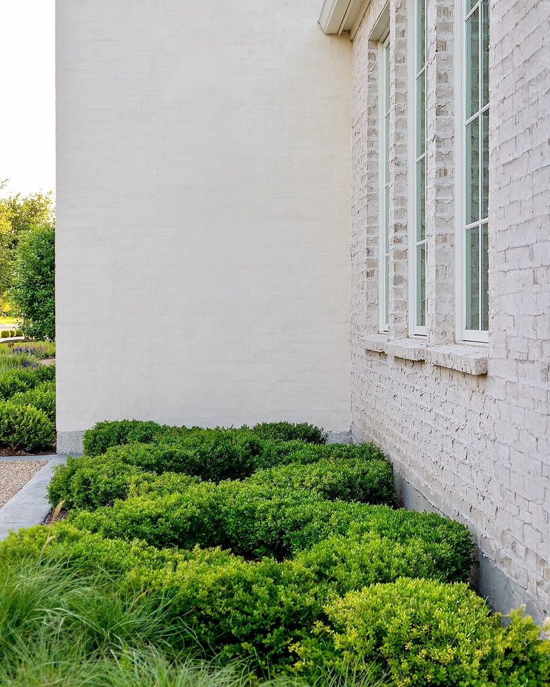 Compact Shrubs Make Ideal Wall Side Plantings