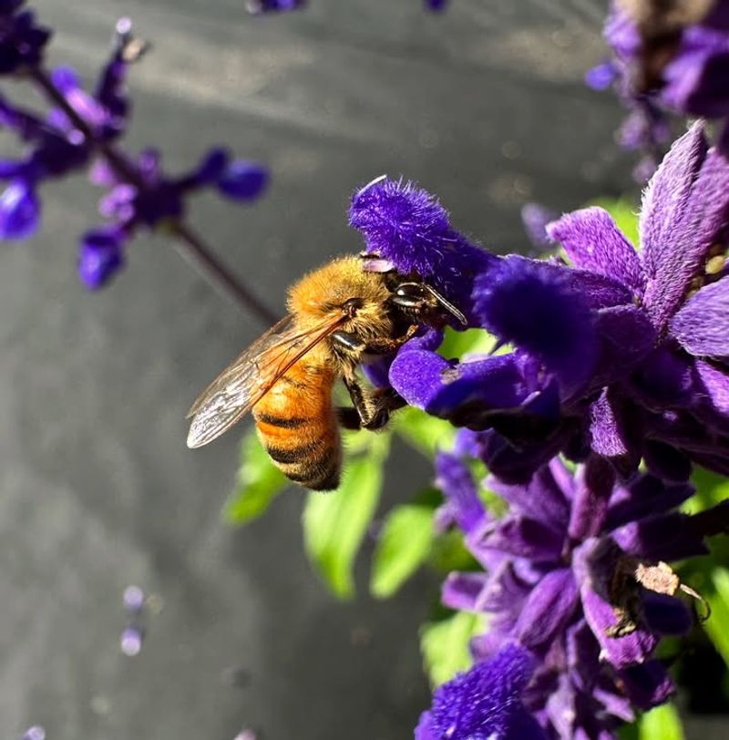 A Magnet For Bees And Pollinators