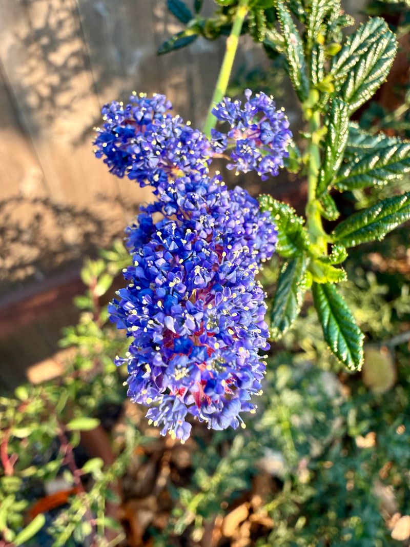 Explosive Spring Color