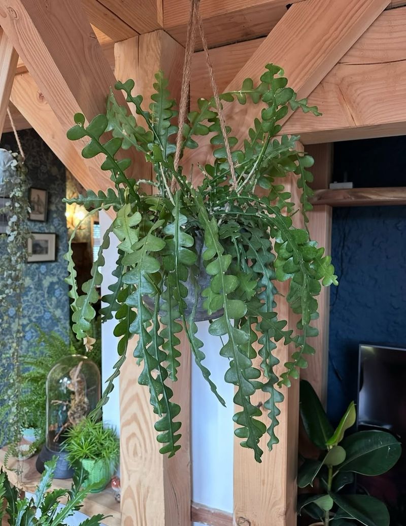 Fast-Draining Soil Prevents Hidden Root Stress