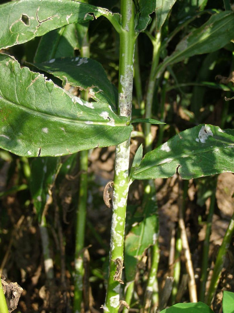 Discoloration And Soft Spots On Trunks Or Stems