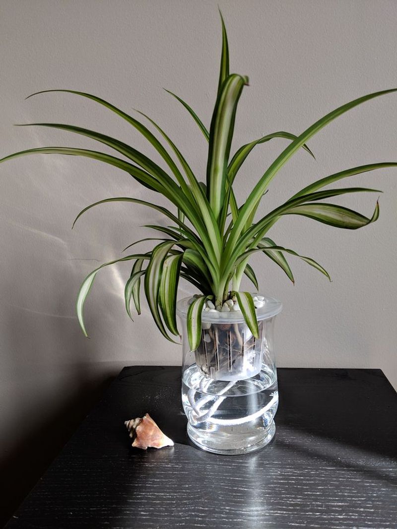 Fresh Water Changes Support Strong Spider Plant Roots