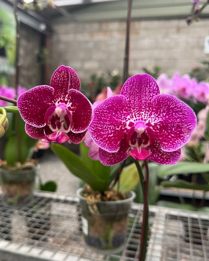 Cool Nights Help Trigger Flower Spikes