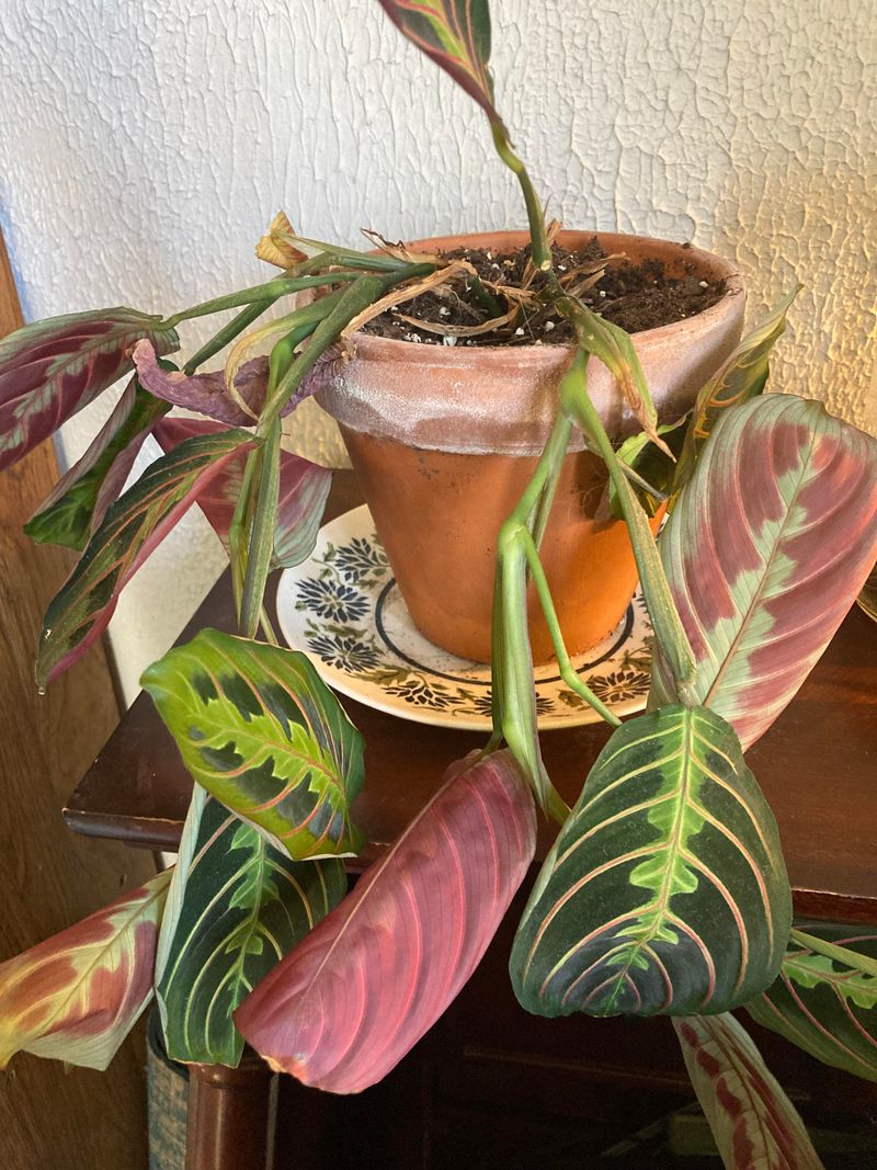 Overwatering Is More Likely During Cold Dark Periods