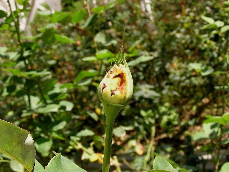 Cut Buds Open To See Hidden Damage