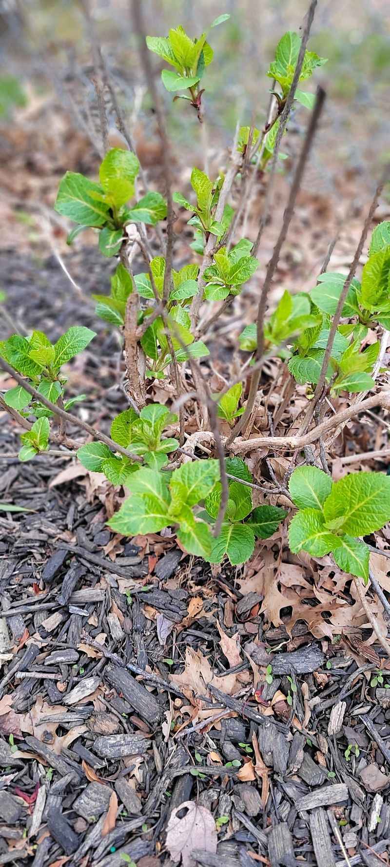 Poor Soil Starves Bloom Production