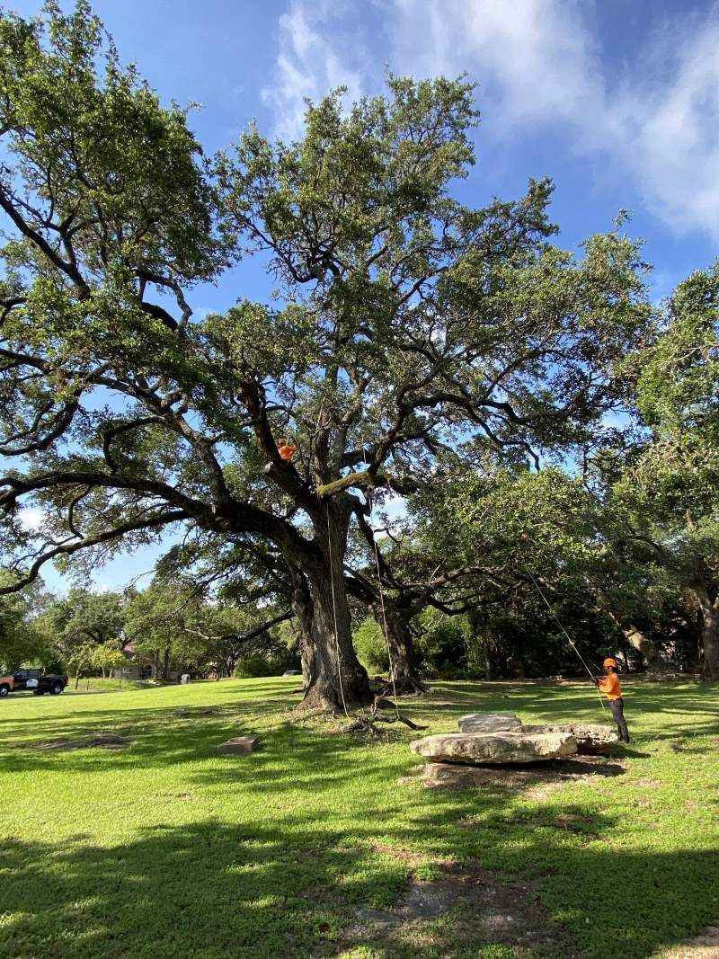 Wrong Timing Puts Oak Trees At Risk