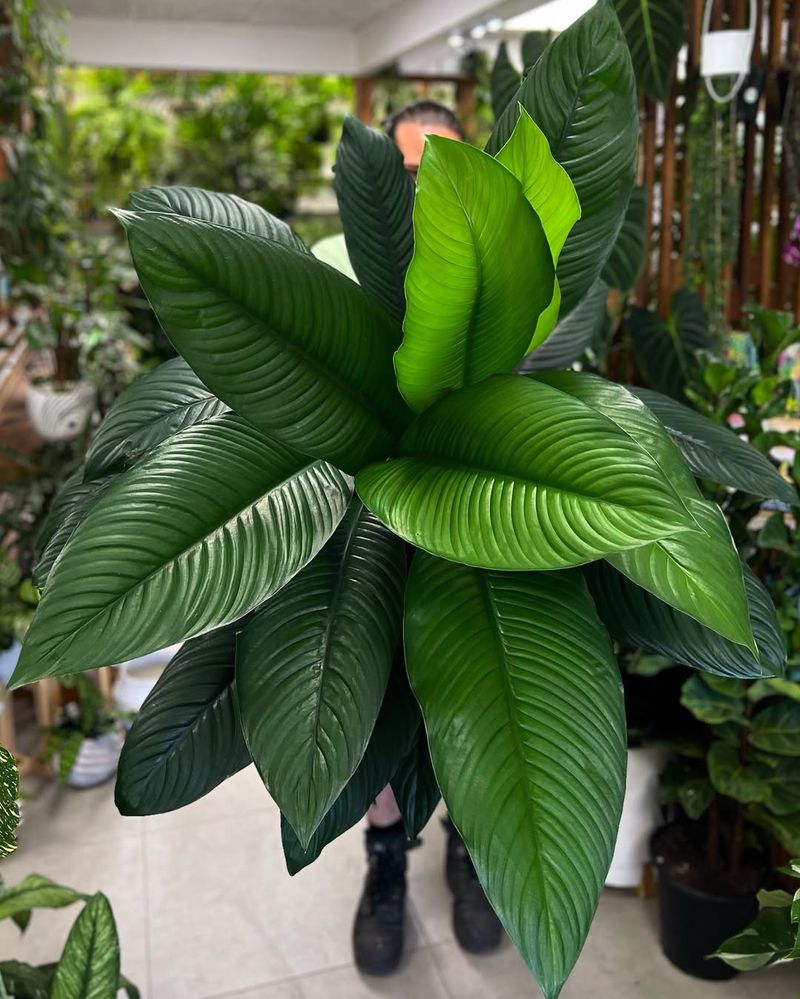 Peace Lily (Spathiphyllum 'Sensation')