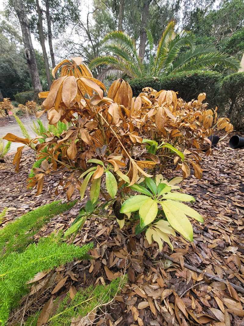 Fertilizing Right After A Florida Cold Snap