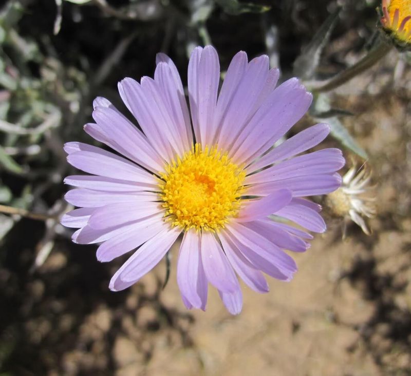 Mojave Aster (Xylorhiza tortifolia)
