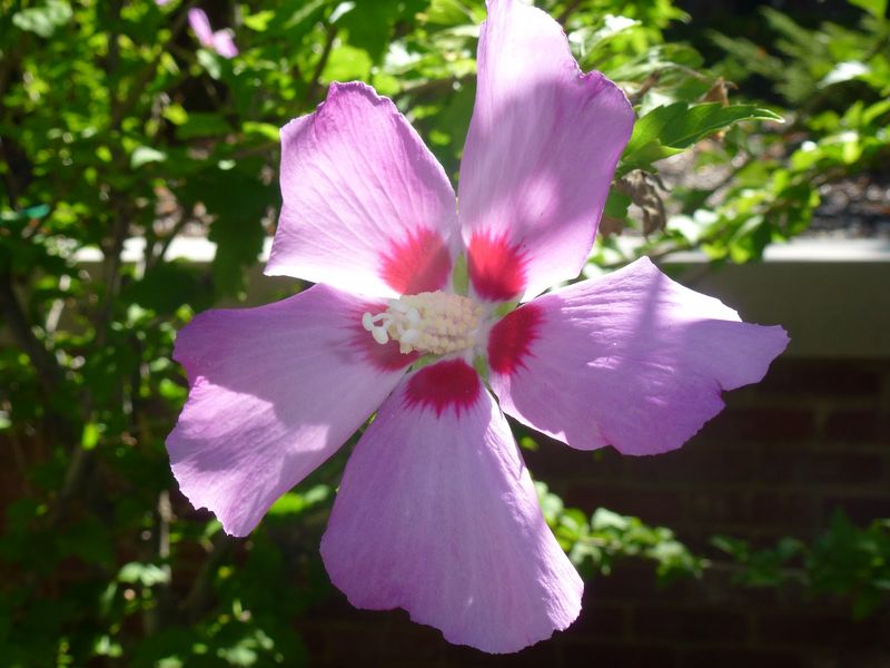 Rose Of Sharon Sets More Blooms After A Timely Cutback