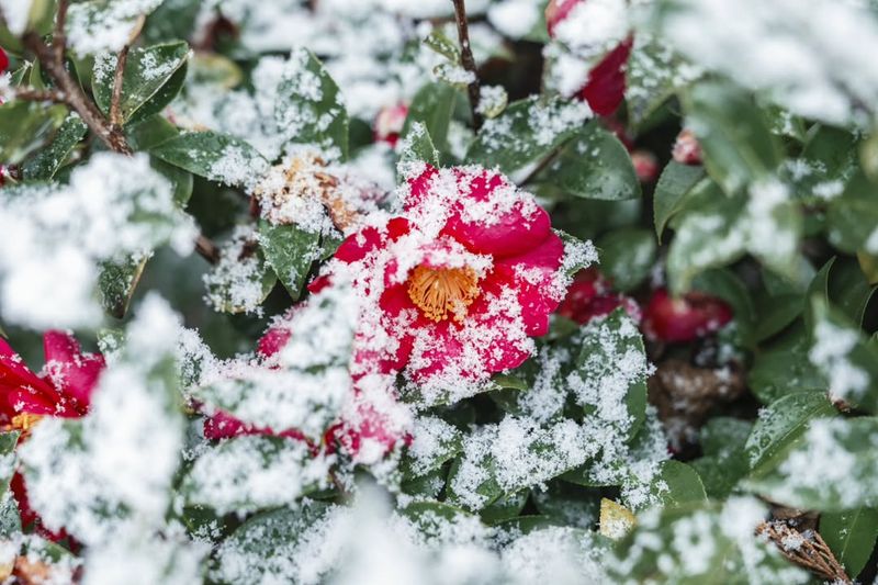 Healthy Established Plants Recover Better From Cold Stress