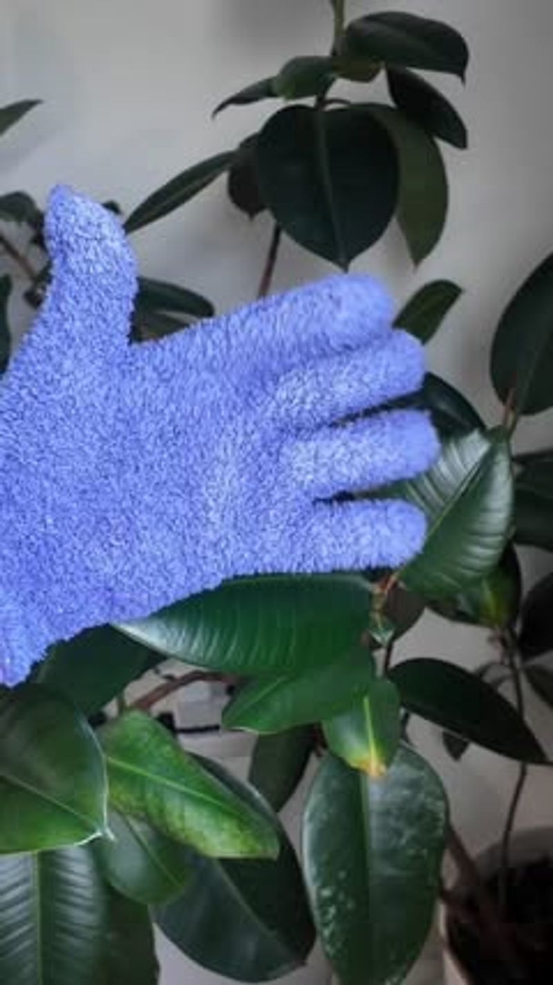 Clean Leaves Improve Gas Exchange