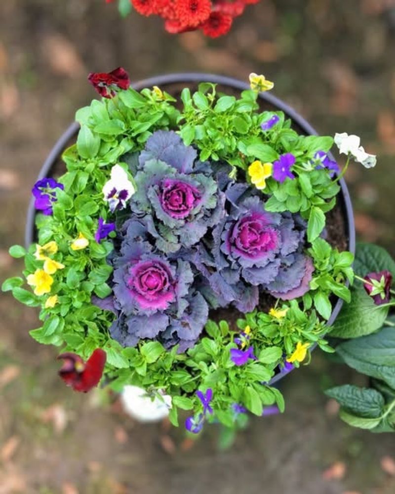 Ornamental Kale Thrives In Cool Spring Containers