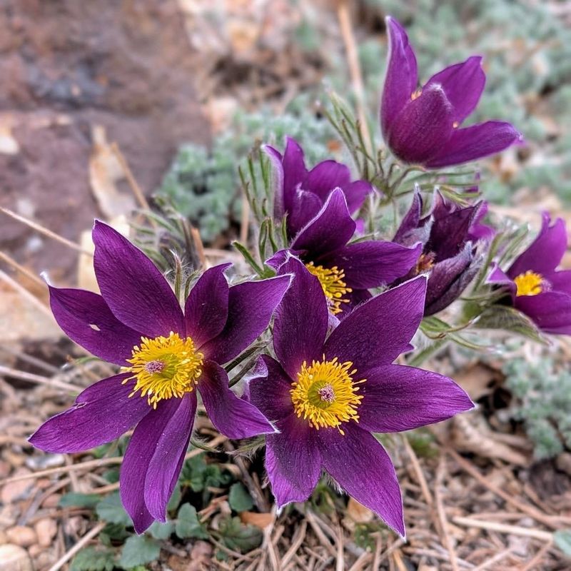 Pasque Flower (Pulsatilla patens)