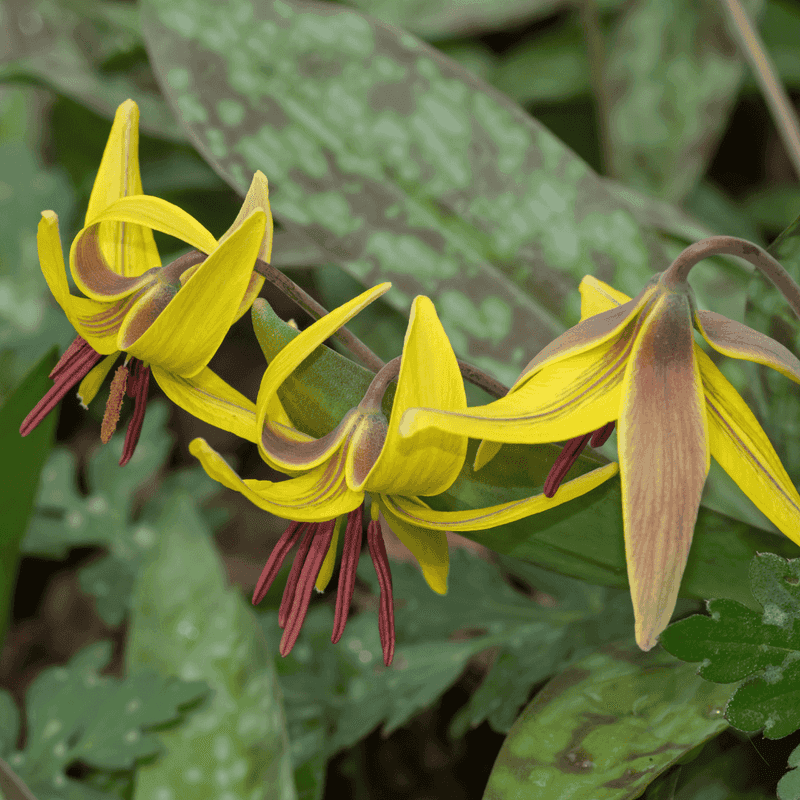 Trout Lily Creates A Golden Woodland Carpet