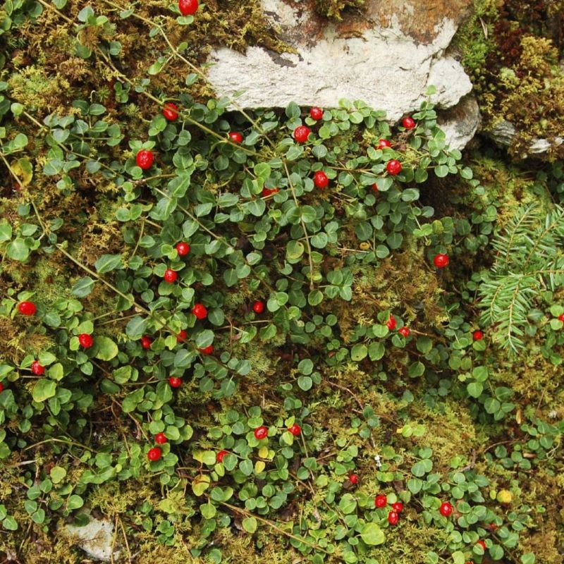 Partridgeberry Adds Evergreen Charm And Winter Berries In Shady Fairy Gardens