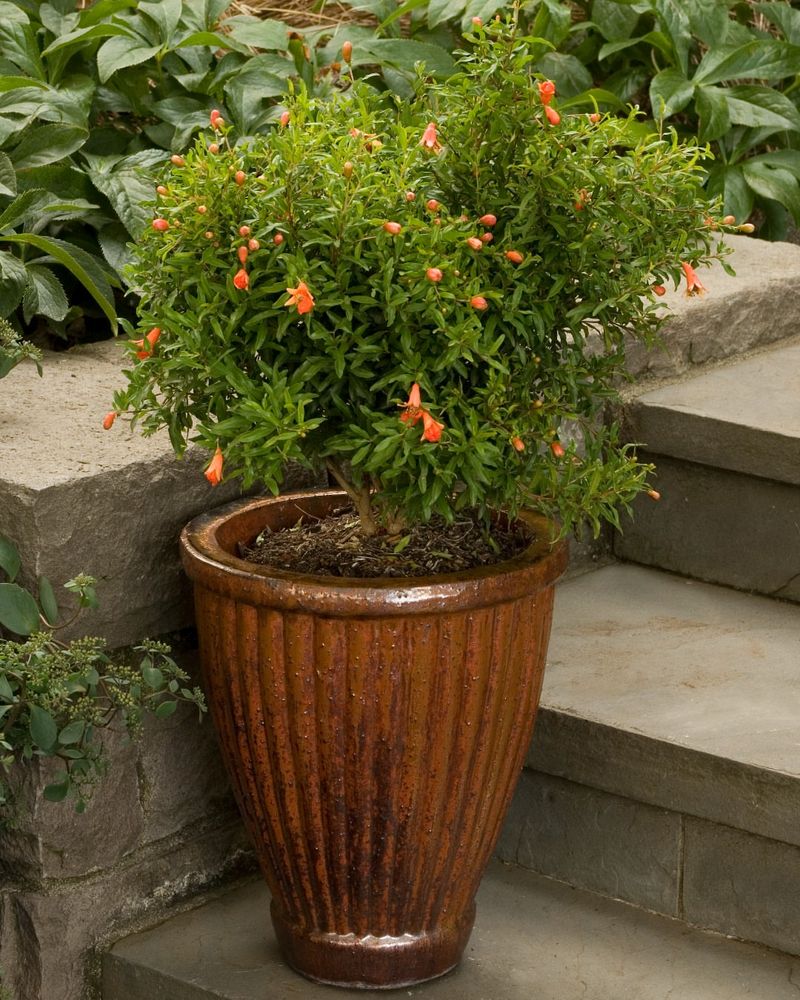 Dwarf Pomegranate Stays Compact And Fruits Well In Pots