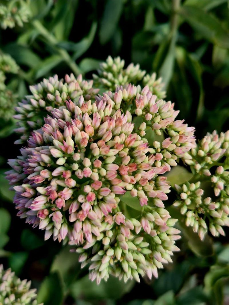 Sedums (Stonecrop)