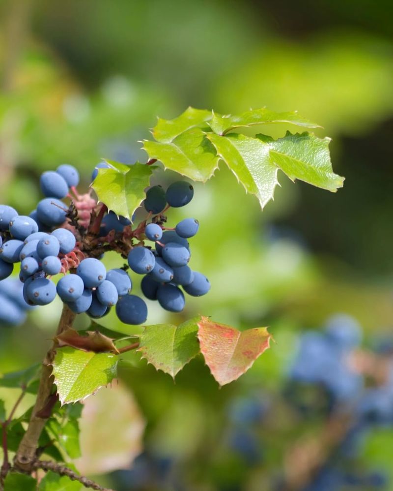 Oregon Grape (Mahonia aquifolium)