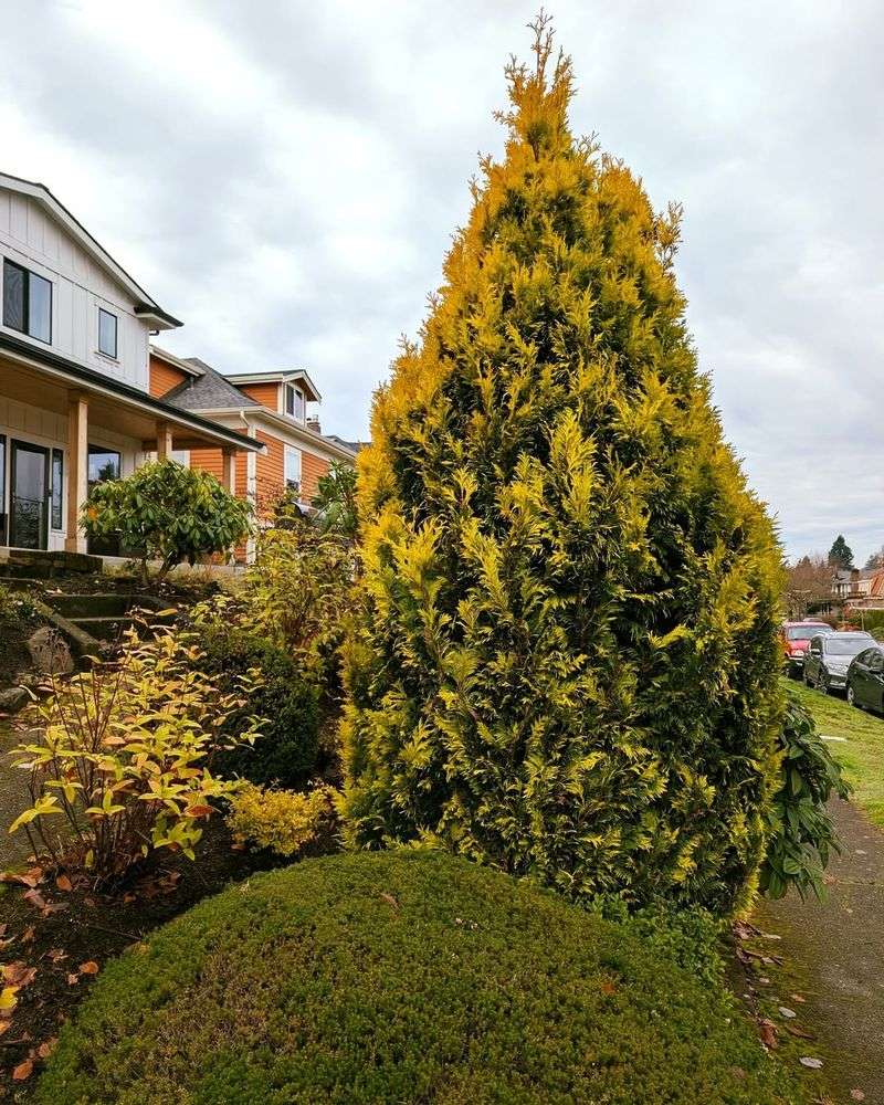 Arborvitae Provides Evergreen Privacy And Winter Interest